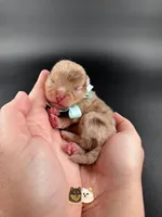 Lux AKC, a male Pomeranian for sale in Menifee, CA – Photo 3 of 5