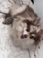 Lux AKC, a male Pomeranian for sale in Menifee, CA – Photo 5 of 5