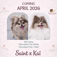 Lux AKC, a male Pomeranian for sale in Menifee, CA – Photo 4 of 5