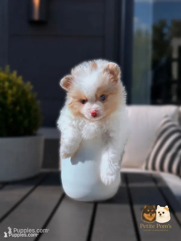 Cruz AKC – Pomeranian puppy for sale in Menifee, CA