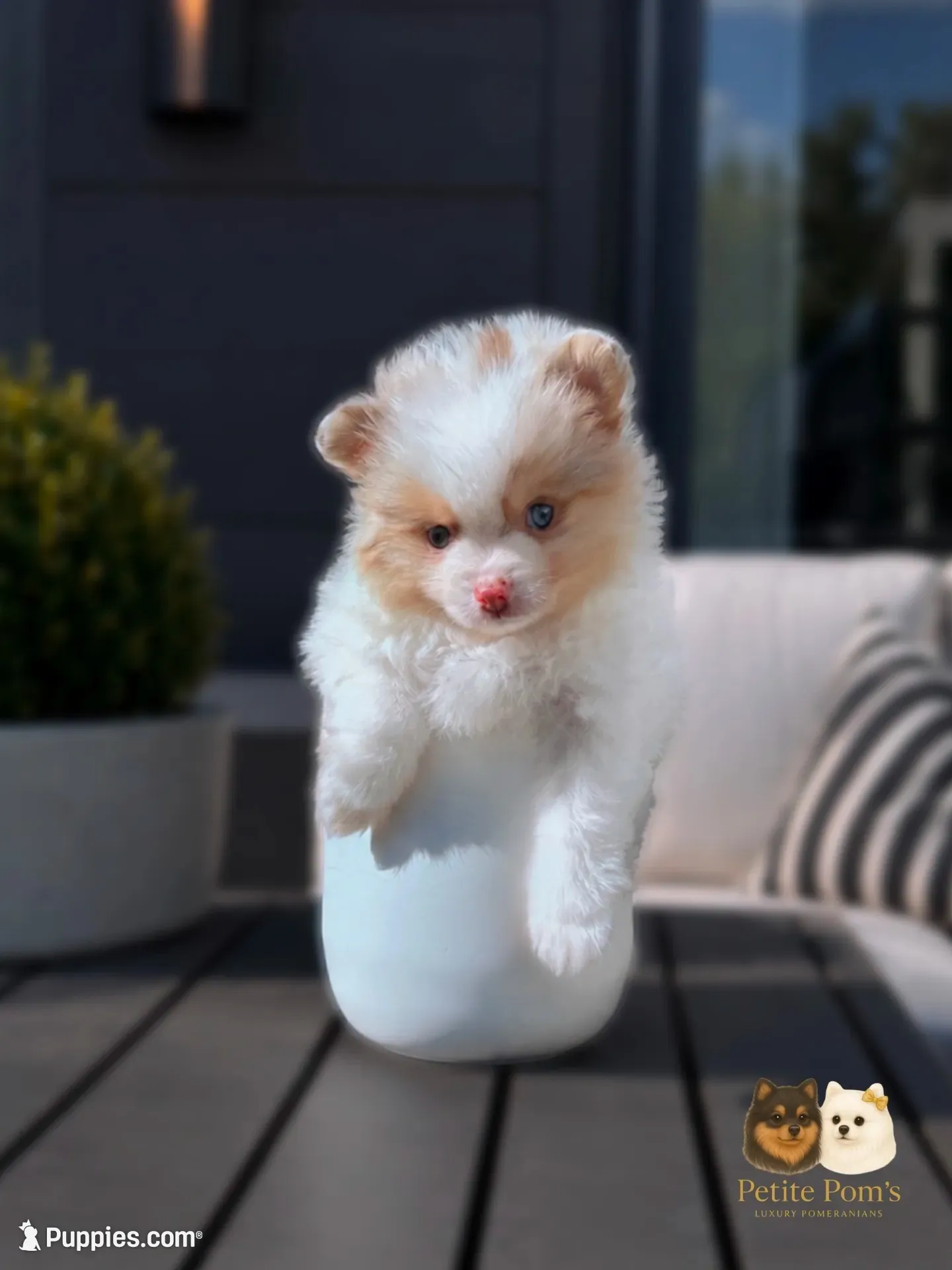 Cruz AKC, a male Pomeranian for sale in Menifee, CA – 2 of 10