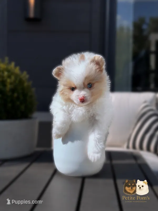 Cruz AKC – Pomeranian puppy for sale in Menifee, CA