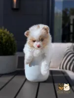Cruz AKC, a male Pomeranian for sale in Menifee, CA – 1 of 9