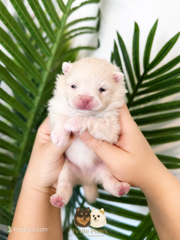 Armani AKC  – Pomeranian puppy for sale in Menifee, CA