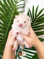 Armani AKC , a male Pomeranian for sale in Menifee, CA – 5 of 10