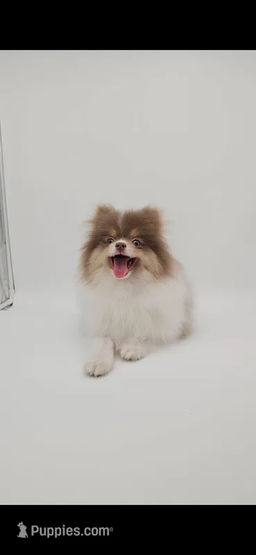 Saint – Pomeranian puppy for sale in Menifee, CA