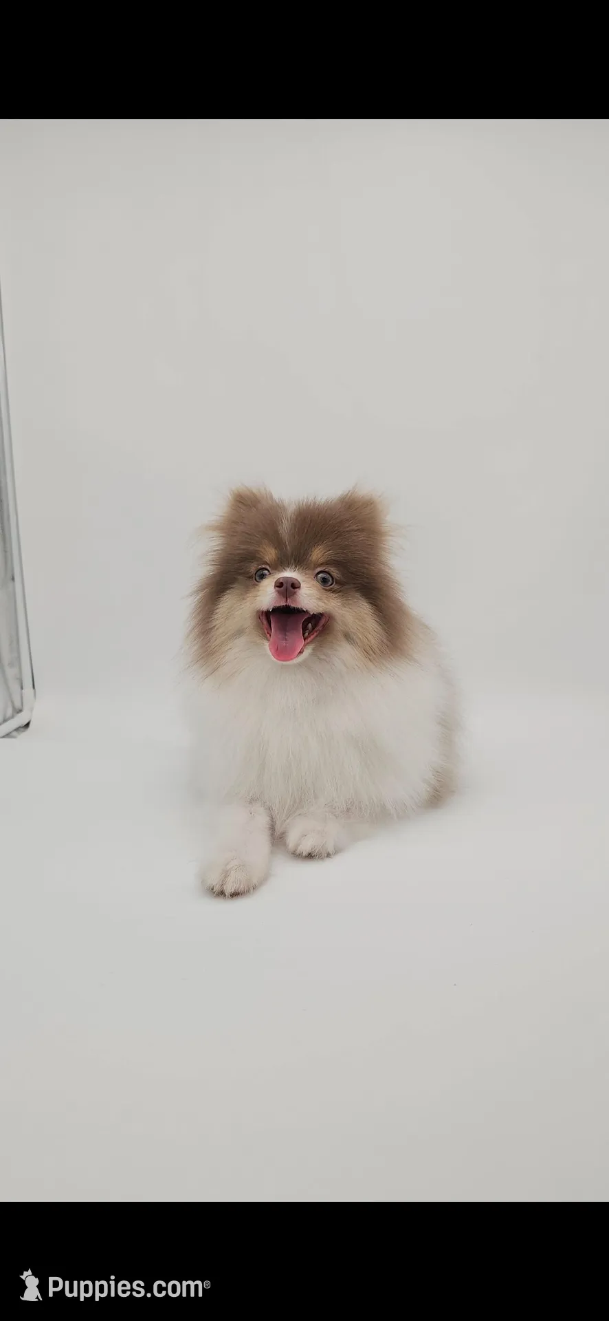 Saint, a male Pomeranian for sale in Menifee, CA – Photo 1 of 5