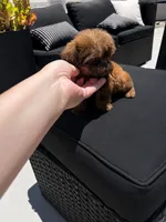 Imperial Zane , a male Shih Tzu for sale in Menifee, CA – 6 of 6