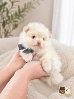Armani AKC , a male Pomeranian for sale in Menifee, CA – 1 of 10