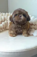 Imperial Knox, a male Shih Tzu for sale in Menifee, CA – 1 of 8