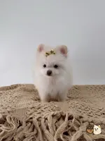Chloe, a female Pomeranian for sale in Murrieta, CA – 3 of 6