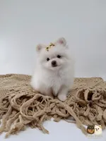 Chloe, a female Pomeranian for sale in Murrieta, CA – 5 of 6