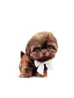 Imperial xxs , a male Shih Tzu for sale in Menifee, CA – 1 of 3