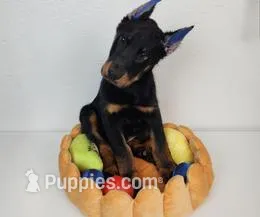 RUNNER – Beauceron puppy for sale in Miami, FL