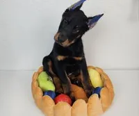 RUNNER, a male Beauceron for sale in Miami, FL – 1 of 2