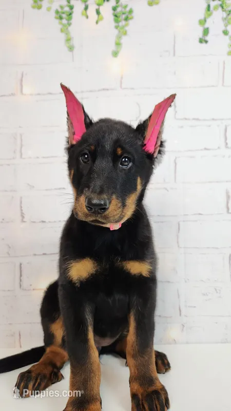 KING – Beauceron puppy for sale in Miami, FL
