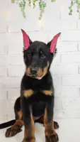 KING, a male Beauceron for sale in Miami, FL – 1 of 2