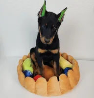 GINA, a female Beauceron for sale in Miami, FL – 1 of 1