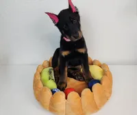 KING, a male Beauceron for sale in Miami, FL – 2 of 2