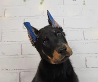 RUNNER, a male Beauceron for sale in Miami, FL – 2 of 2