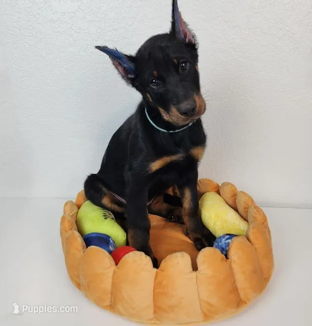 Blueberry – Beauceron puppy for sale in Miami, FL