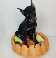 Blueberry, a female Beauceron for sale in Miami, FL – 1 of 1