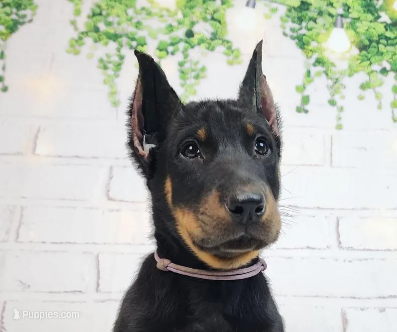 WILLS – Beauceron puppy for sale in Miami, FL