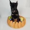WILLS, a male Beauceron for sale in Miami, FL – 2 of 2