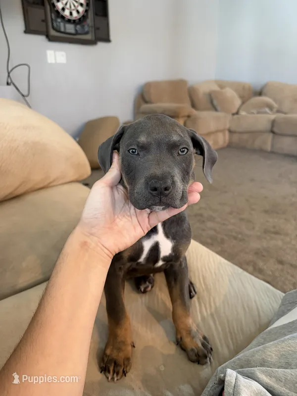 kilo – American Bully puppy for sale in Pasco, WA