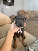 kilo, a male American Bully for sale in Pasco, WA – 1 of 5