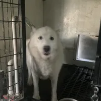 Sugar girl, a female Siberian Husky for sale in Goshen, IN – Photo 3 of 4
