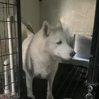 Sugar girl, a female Siberian Husky for sale in Goshen, IN – Photo 2 of 4