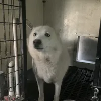 Sugar girl, a female Siberian Husky for sale in Goshen, IN – Photo 4 of 4
