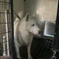Sugar girl, a female Siberian Husky for sale in Goshen, IN – Photo 1 of 4