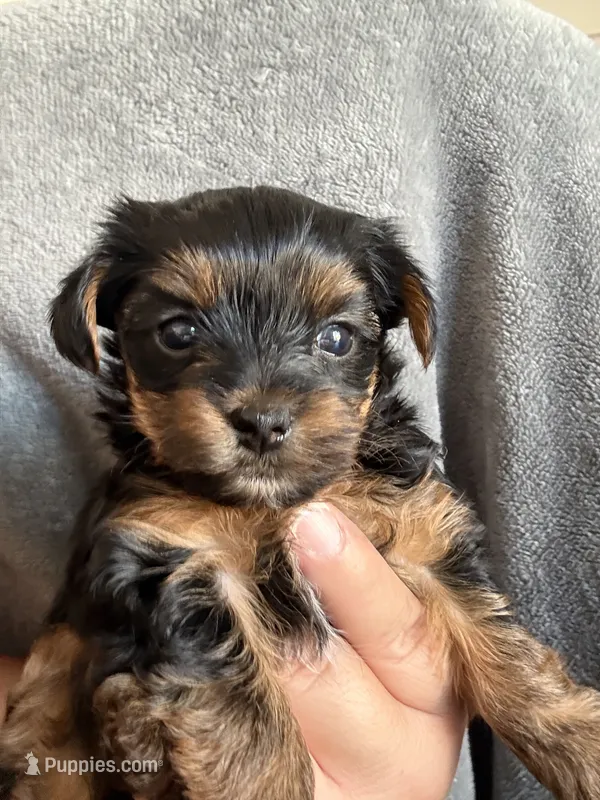 Richie – Yorkshire Terrier puppy for sale in Anaheim, CA