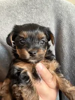 Richie, a male Yorkshire Terrier for sale in Anaheim, CA – 1 of 5