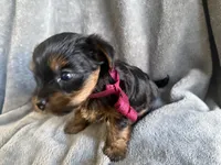 Pixie, a female Yorkshire Terrier for sale in Anaheim, CA – 3 of 5