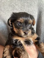 Pixie, a female Yorkshire Terrier for sale in Anaheim, CA – 4 of 5