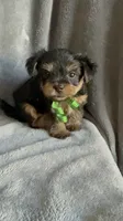 Richie, a male Yorkshire Terrier for sale in Anaheim, CA – 2 of 5