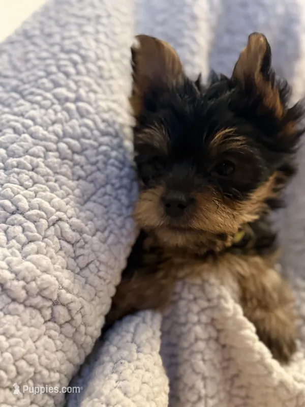 Richie – Yorkshire Terrier puppy for sale in Anaheim, CA
