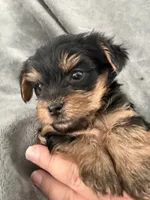 Richie, a male Yorkshire Terrier for sale in Anaheim, CA – 3 of 5