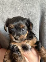 Richie, a male Yorkshire Terrier for sale in Anaheim, CA – 4 of 5