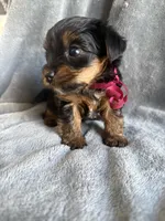 Pixie, a female Yorkshire Terrier for sale in Anaheim, CA – 2 of 5