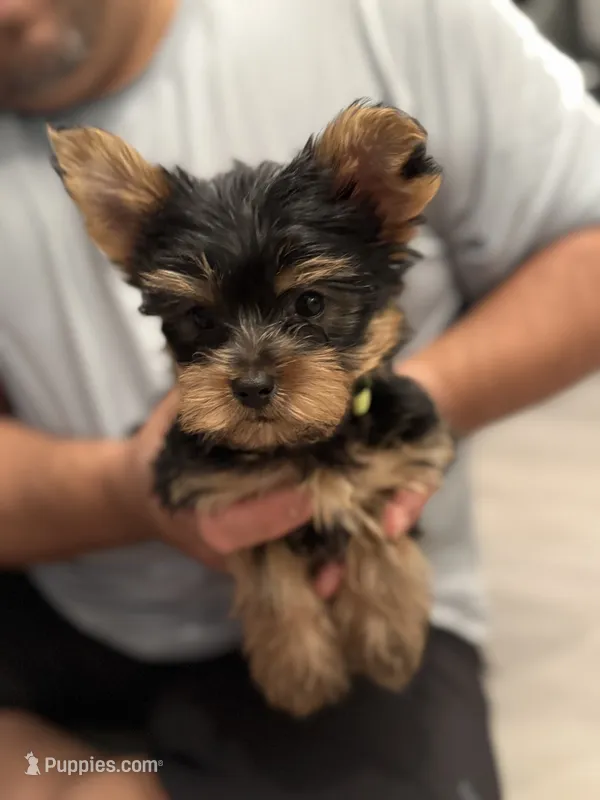 Richie – Yorkshire Terrier puppy for sale in Anaheim, CA
