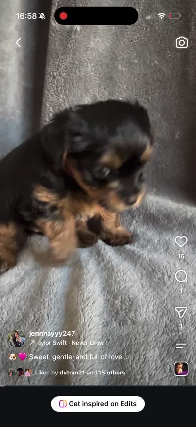 Pixie, a female Yorkshire Terrier for sale in Anaheim, CA – 5 of 5