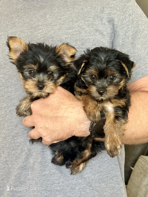 Richie – Yorkshire Terrier puppy for sale in Anaheim, CA
