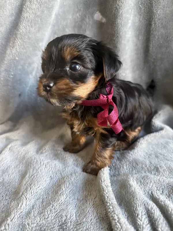 Pixie – Yorkshire Terrier puppy for sale in Anaheim, CA