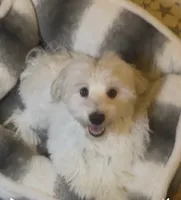 AKC Campion Bloodline Oliver, a male Havanese for sale in Staten Island, NY – 5 of 5