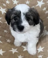 AKC Chief, a male Havanese for sale in Staten Island, NY – Photo 2 of 7