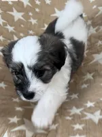 AKC Chief, a male Havanese for sale in Staten Island, NY – Photo 3 of 7